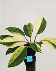 Homalomena Tropical Green Variegata -sale