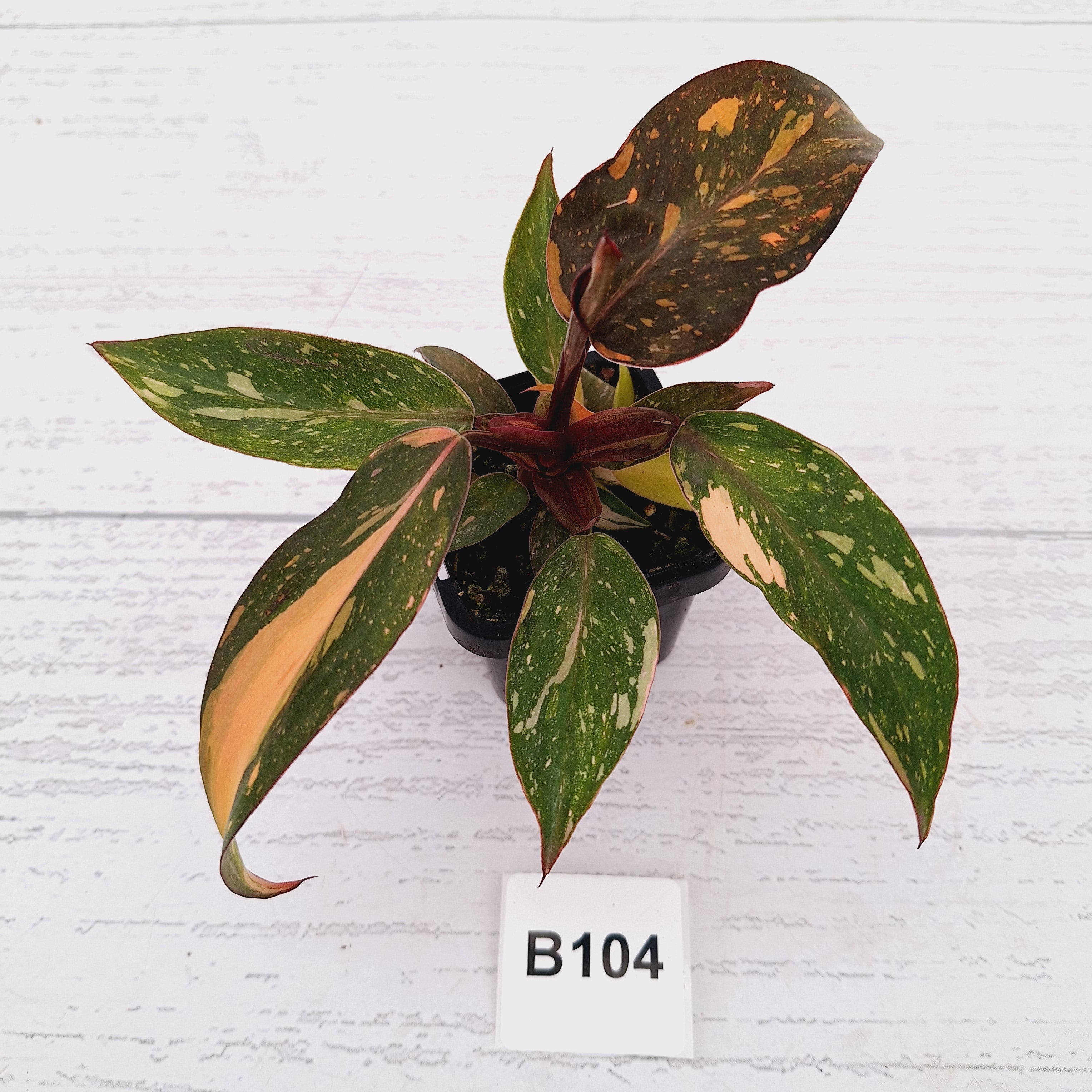 Philodendron 'Orange Princess'