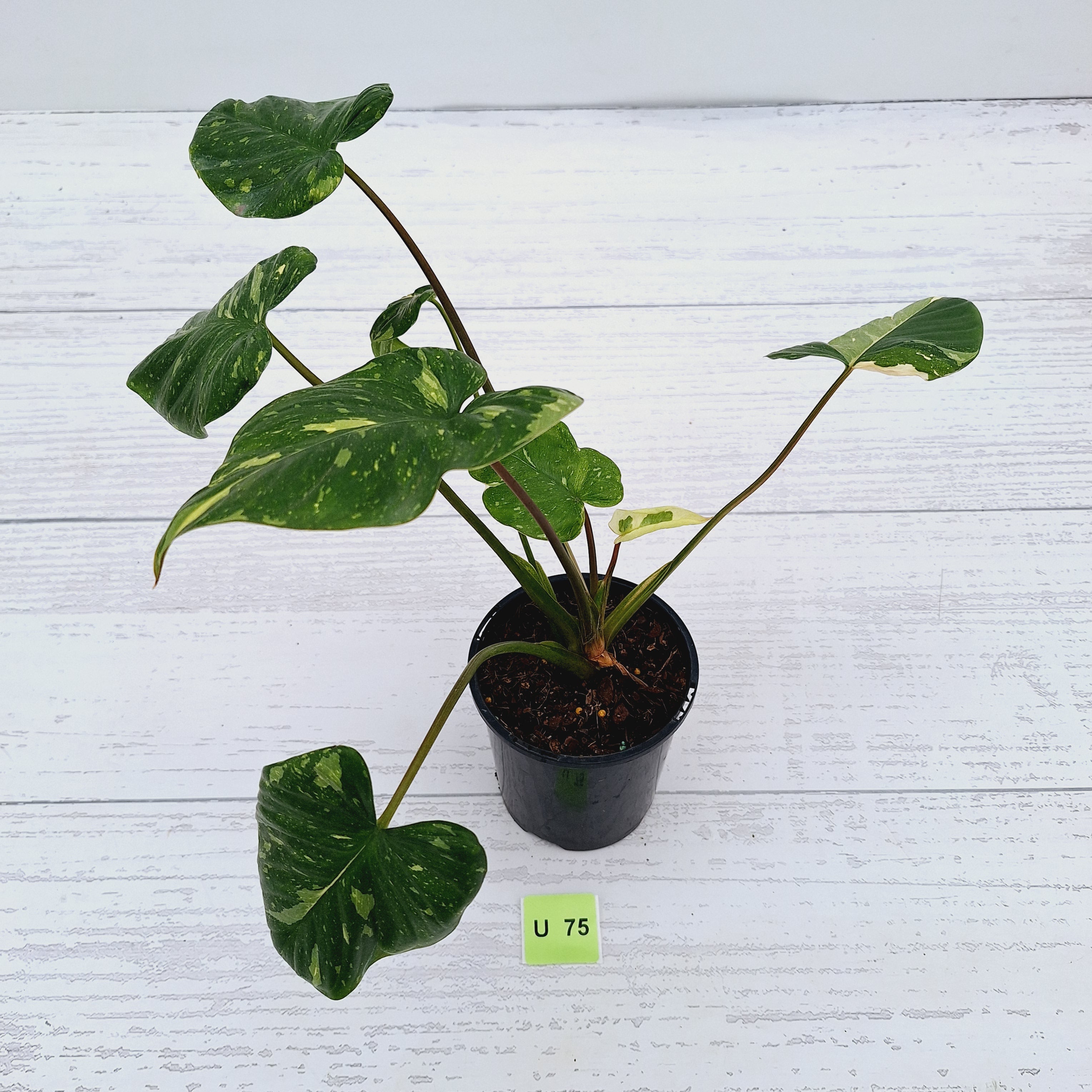 Homalomena rubescens Variegata