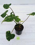 Homalomena rubescens Variegata