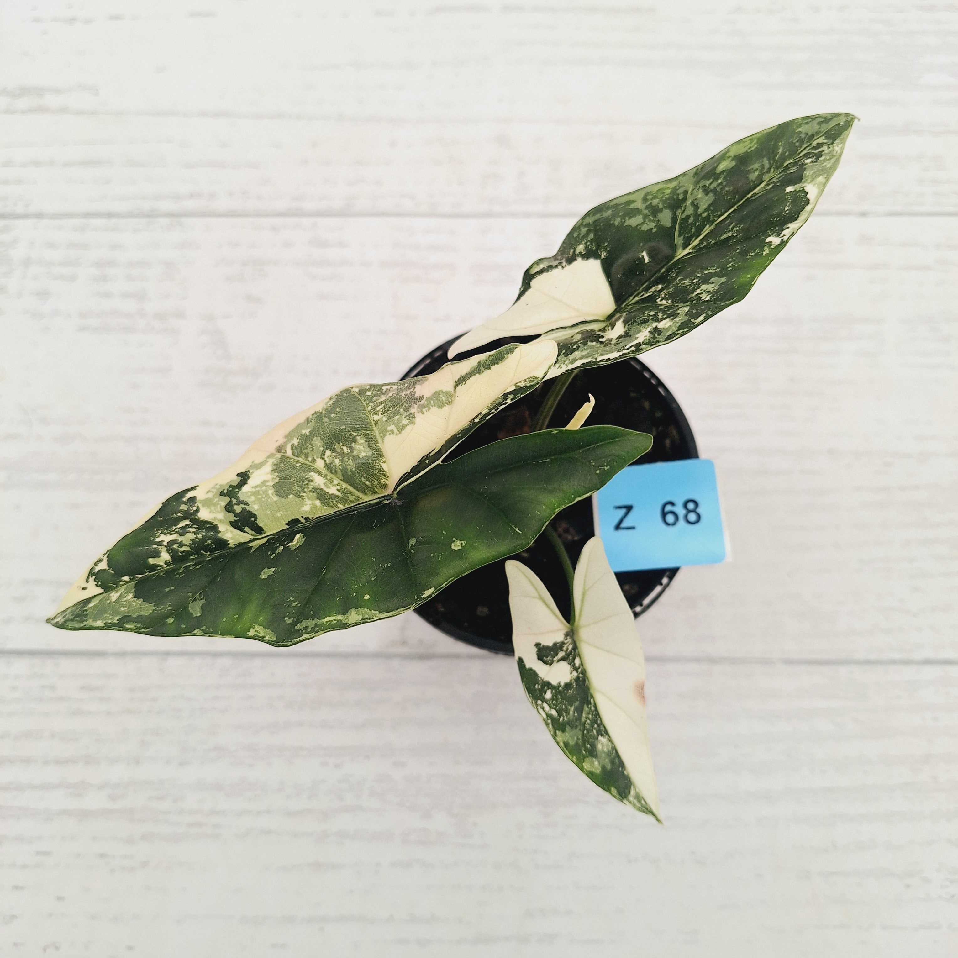 Alocasia ‘Simpo Albo’ Variegata - SALE