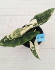 Alocasia ‘Simpo Albo’ Variegata - SALE