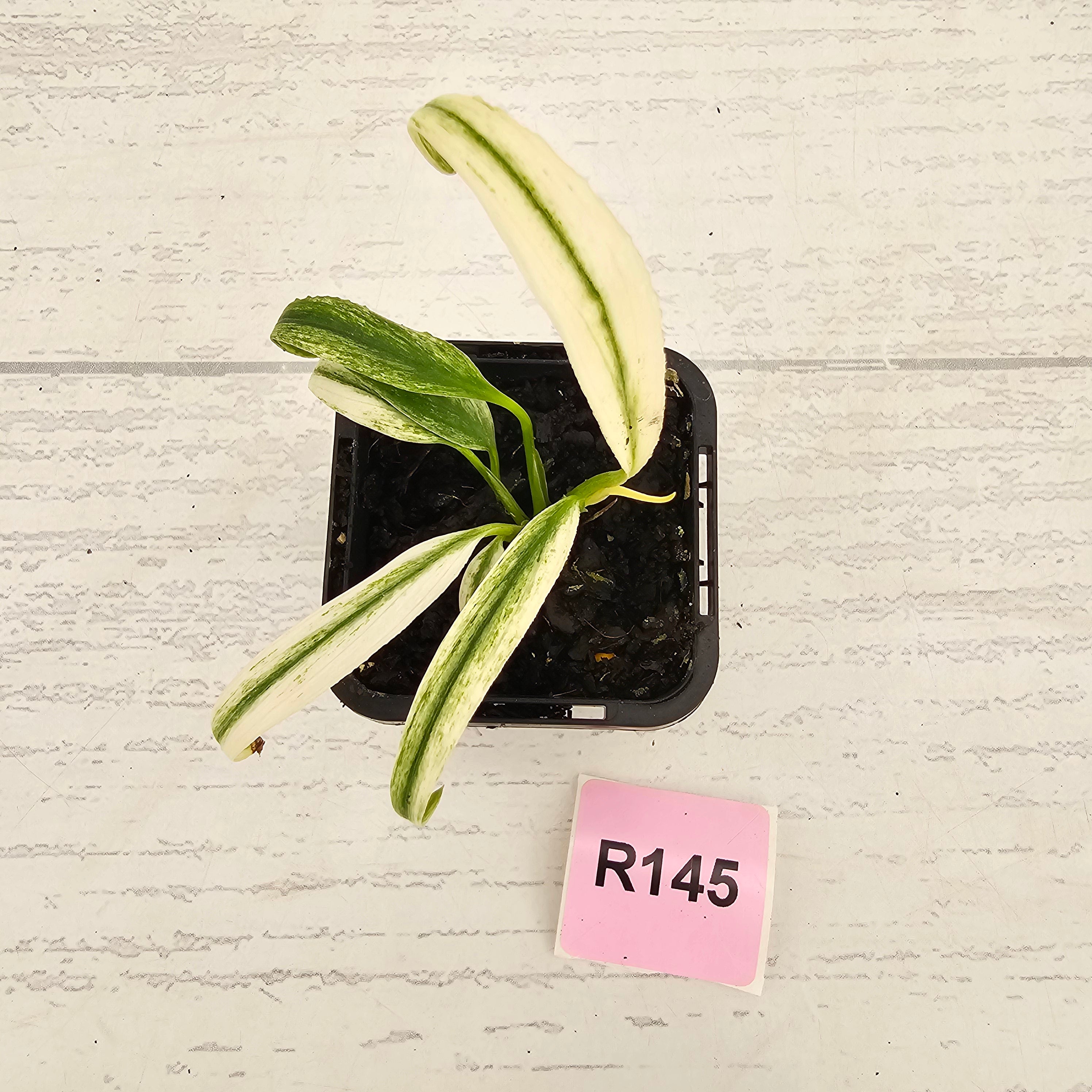 Epipremnum amplissimum variegata 'Albo'