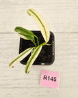 Epipremnum amplissimum variegata 'Albo'