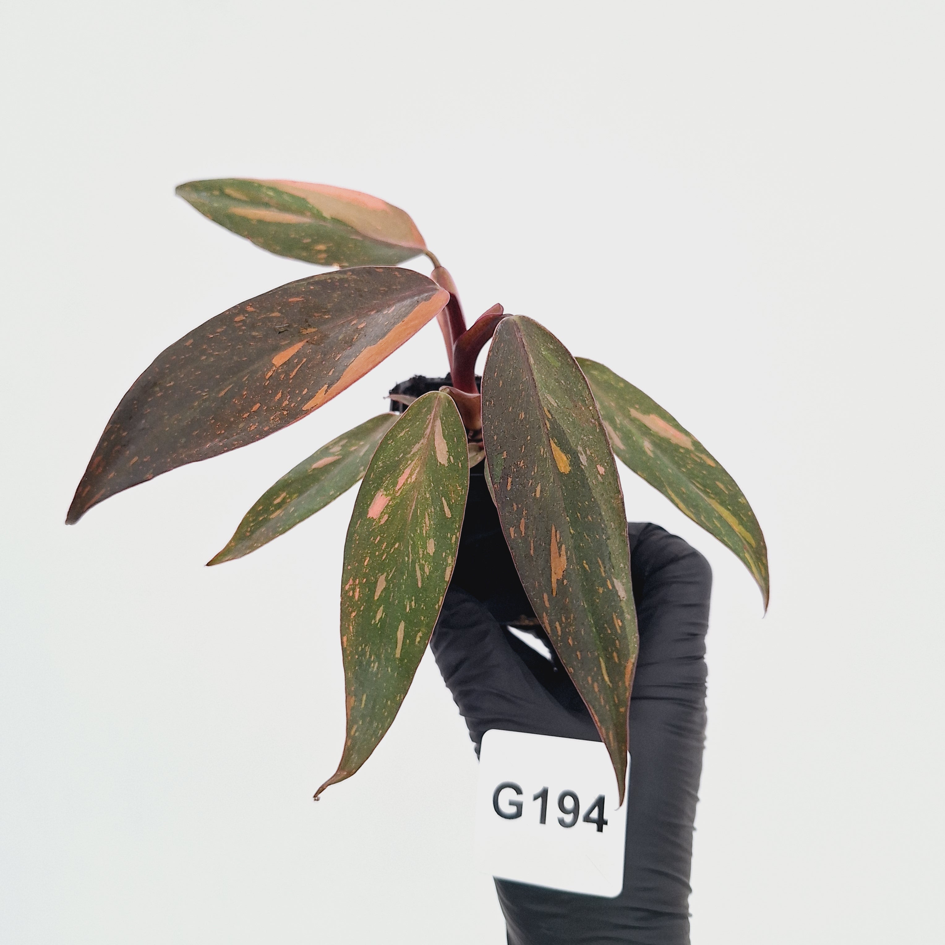 Philodendron 'Orange Princess'