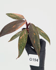 Philodendron 'Orange Princess'
