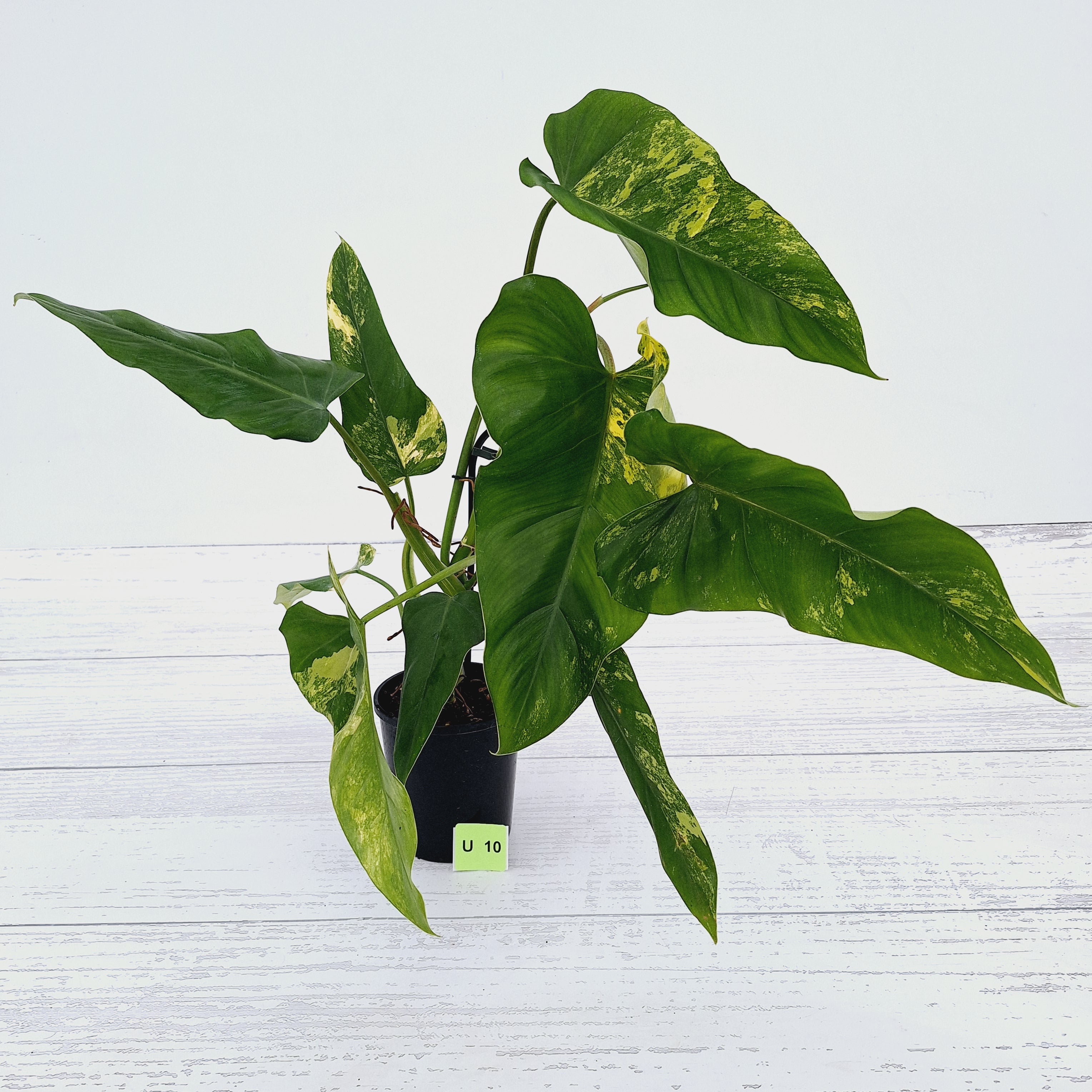 Philodendron domesticum variegata