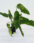 Philodendron domesticum variegata