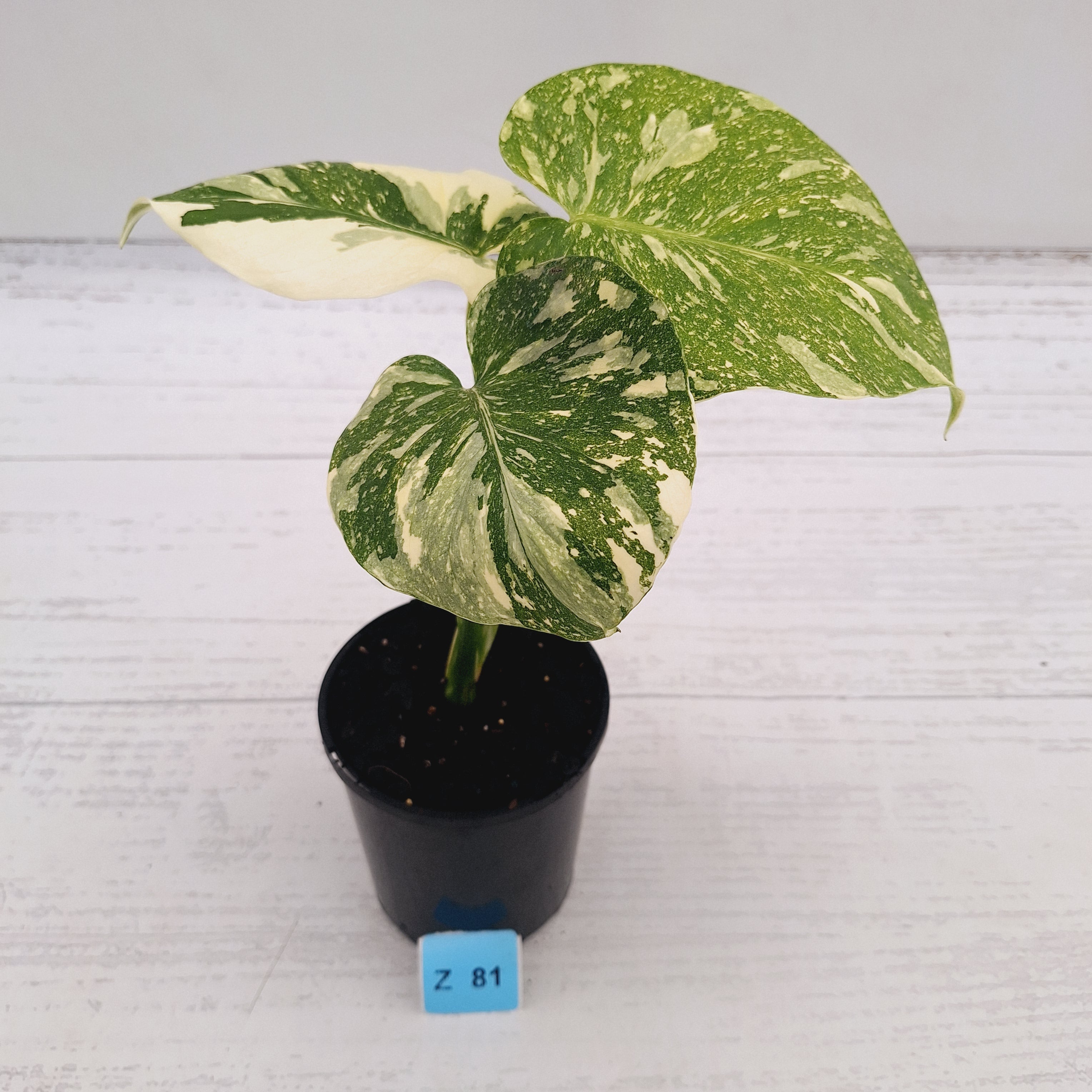 Monstera deliciosa Thai Constellation