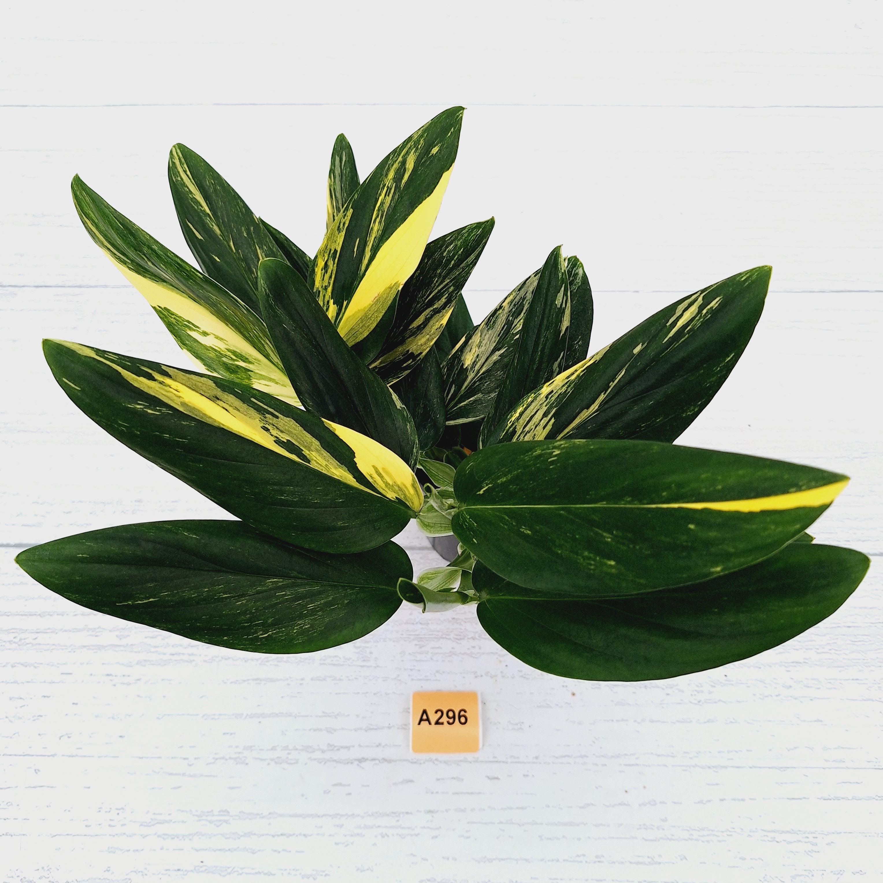 Monstera standleyana &#39;Cobra&#39;