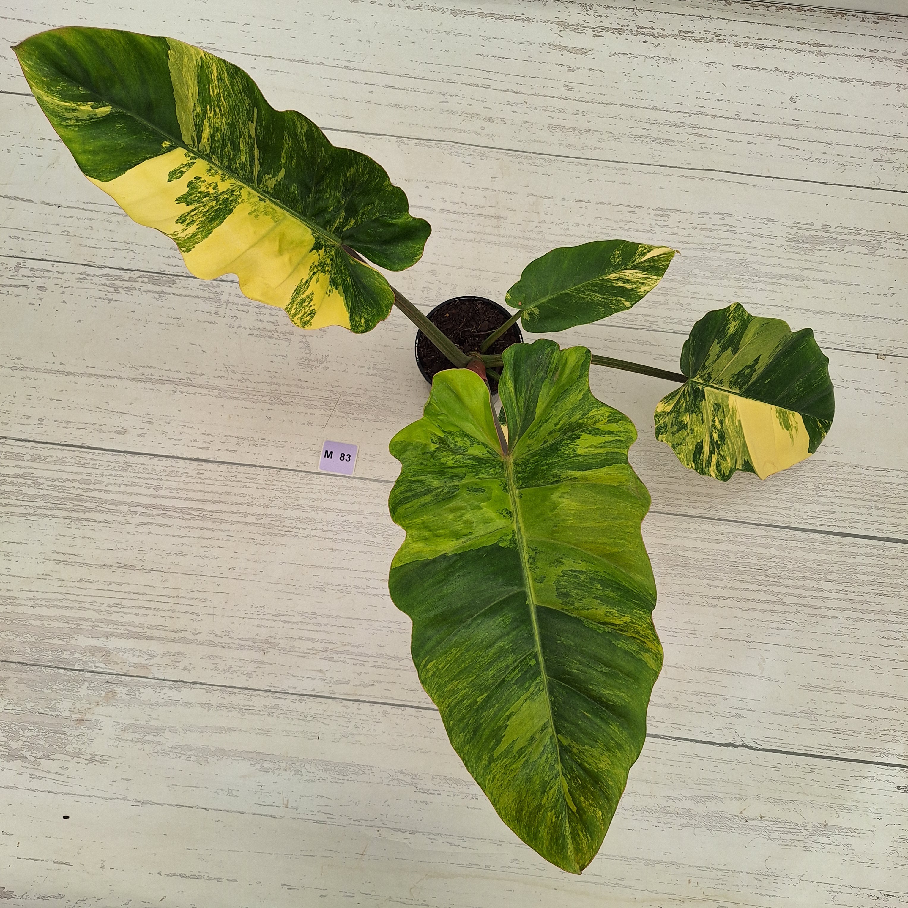 Philodendron pinnatifidum 'Jungle Fever Egg Yolk"