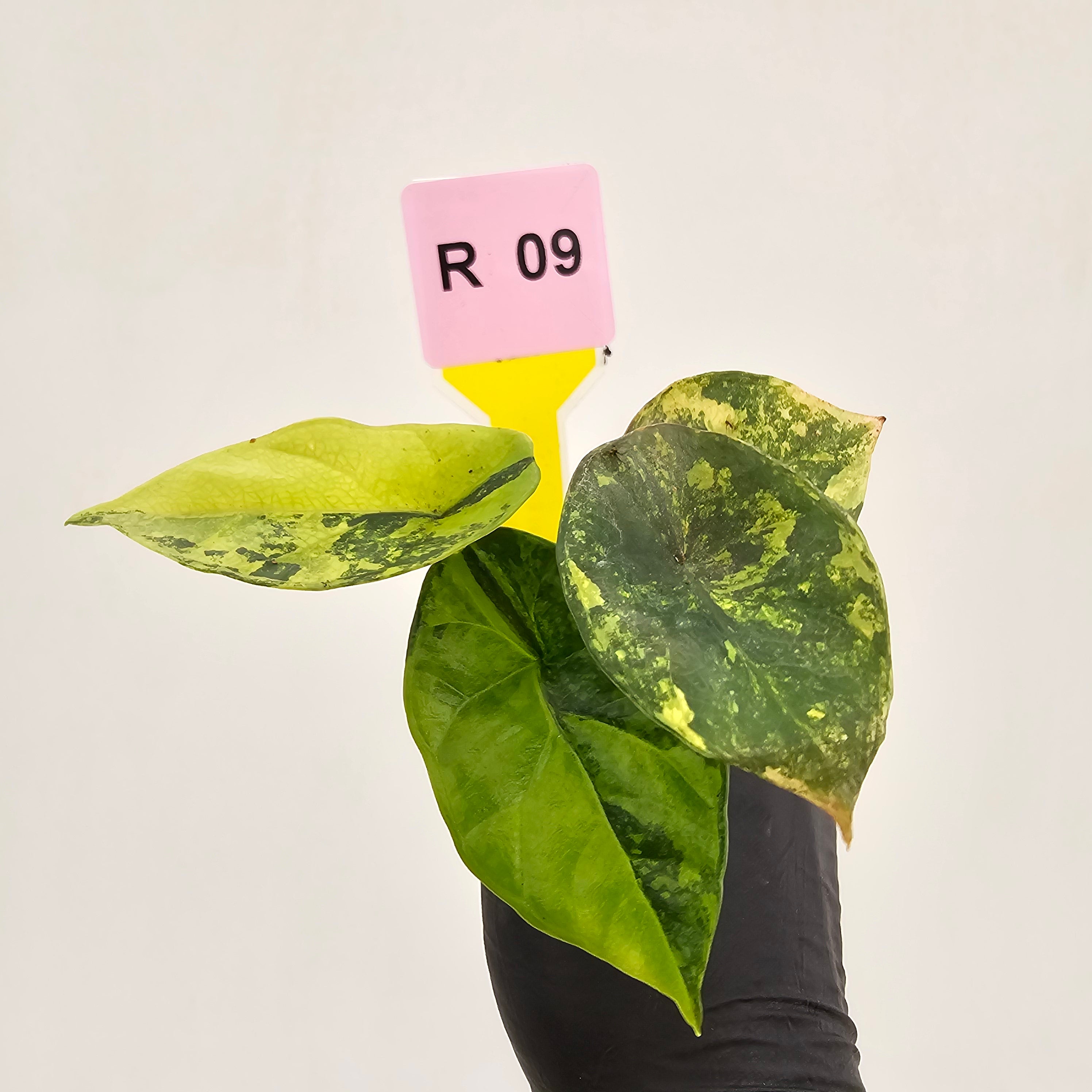 Alocasia sinuata Variegata - Bare Bottom Baby