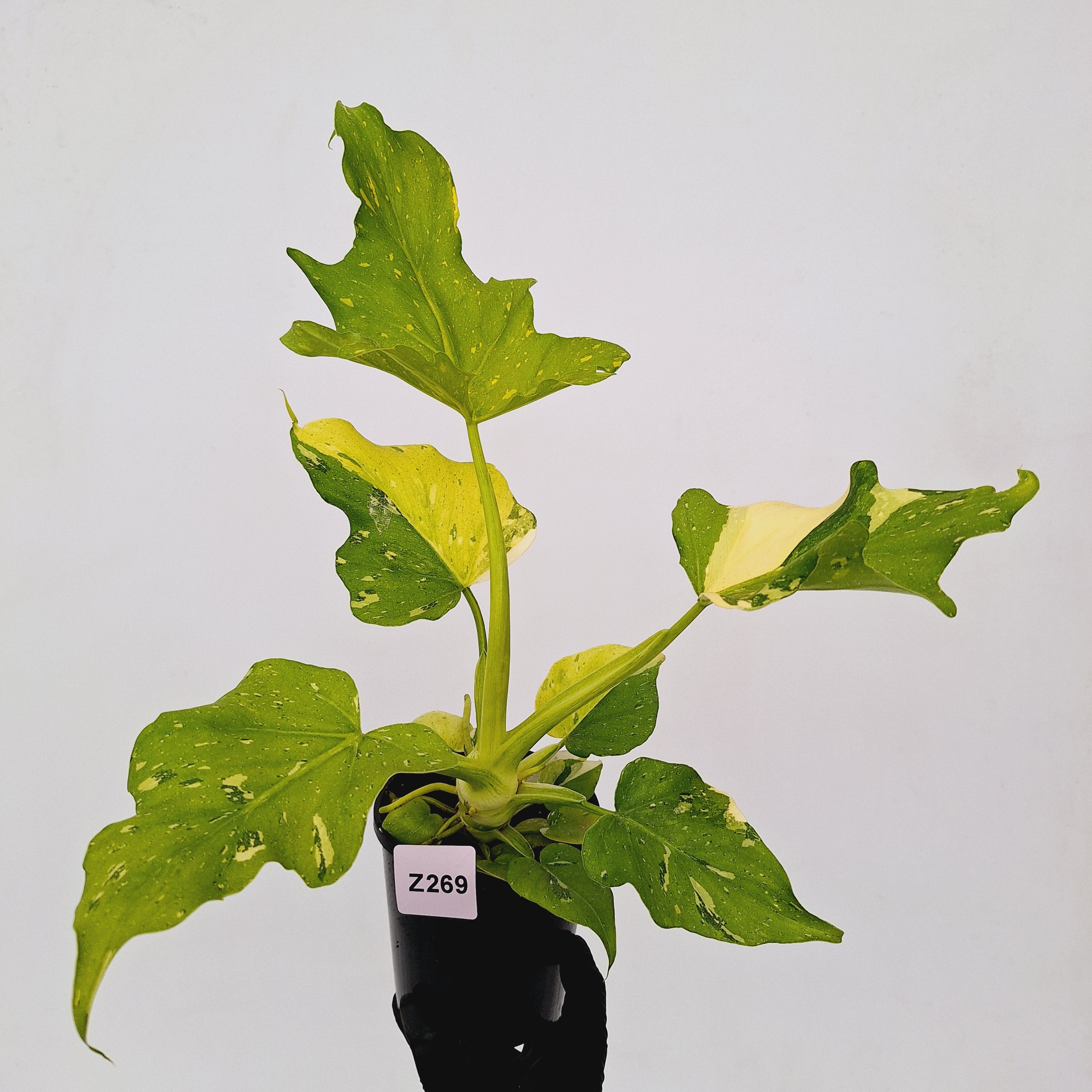 Philodendron warscewiczii Gold Variegata