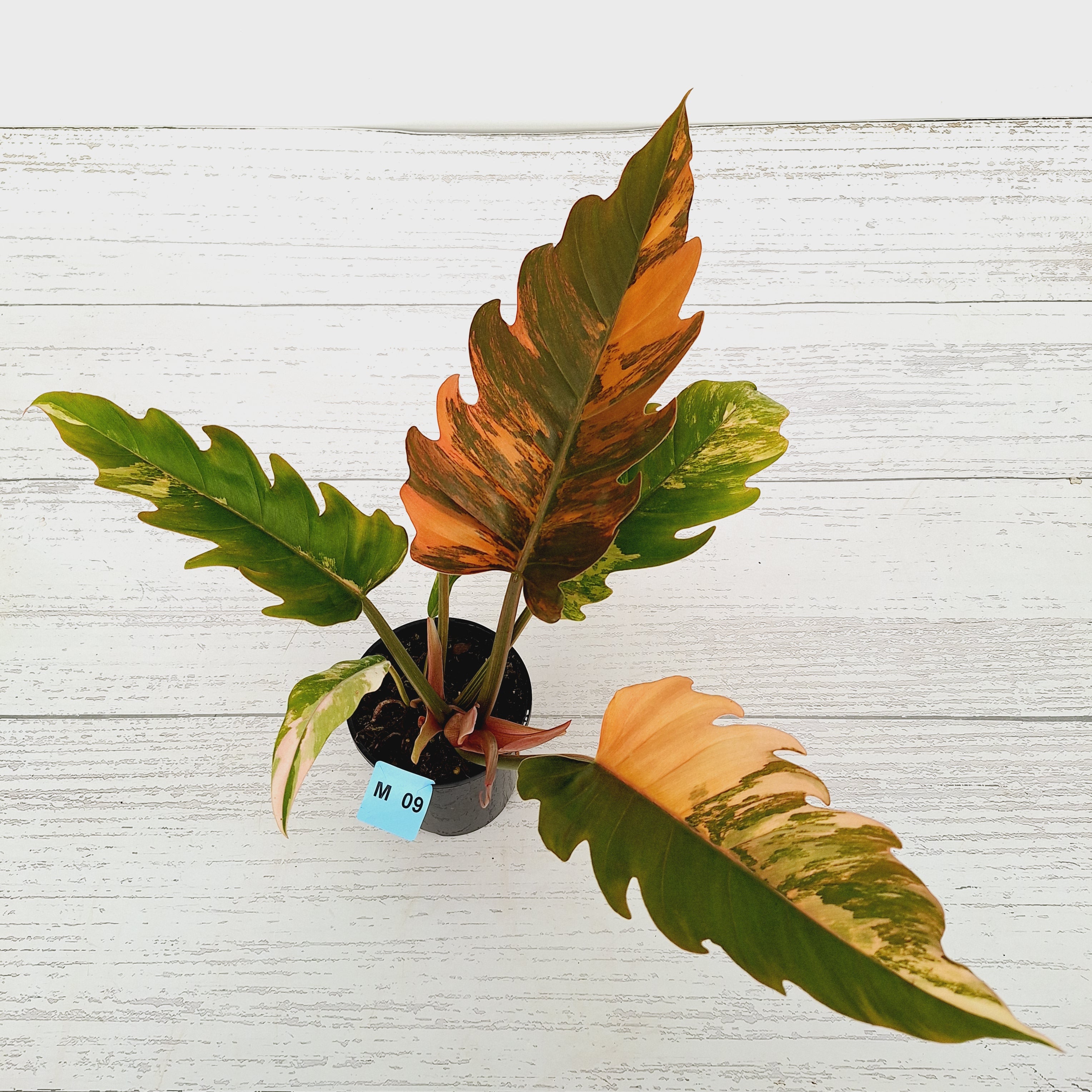 Philodendron serratum Caramel Marble