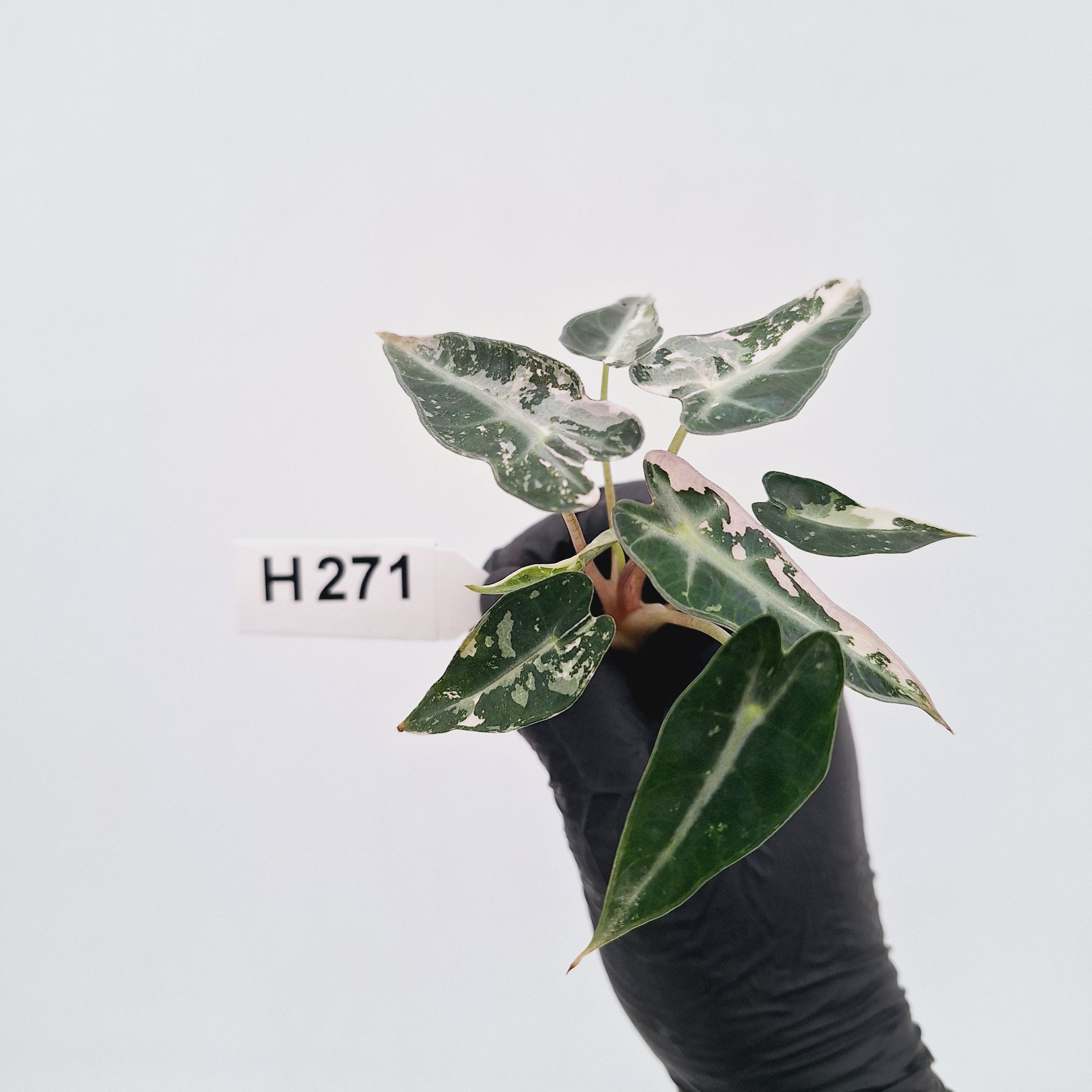 Alocasia Amazonica  bambino Variegata - Bare Bottom Baby - SALE