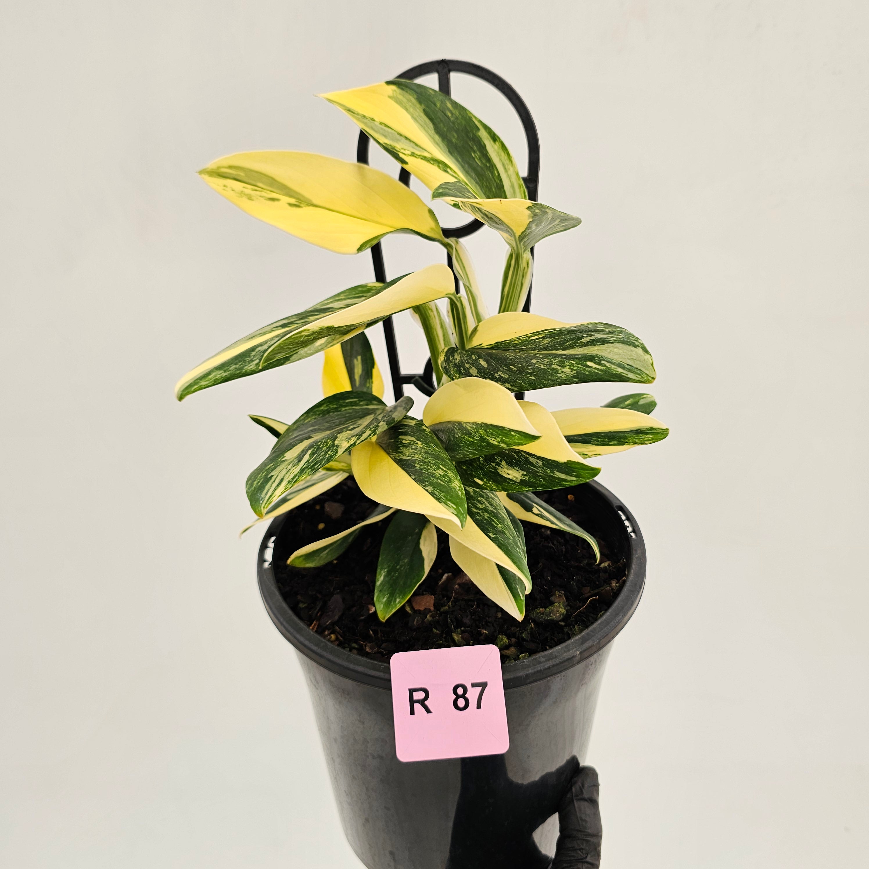 Monstera standleyana 'Cobra' - SALE