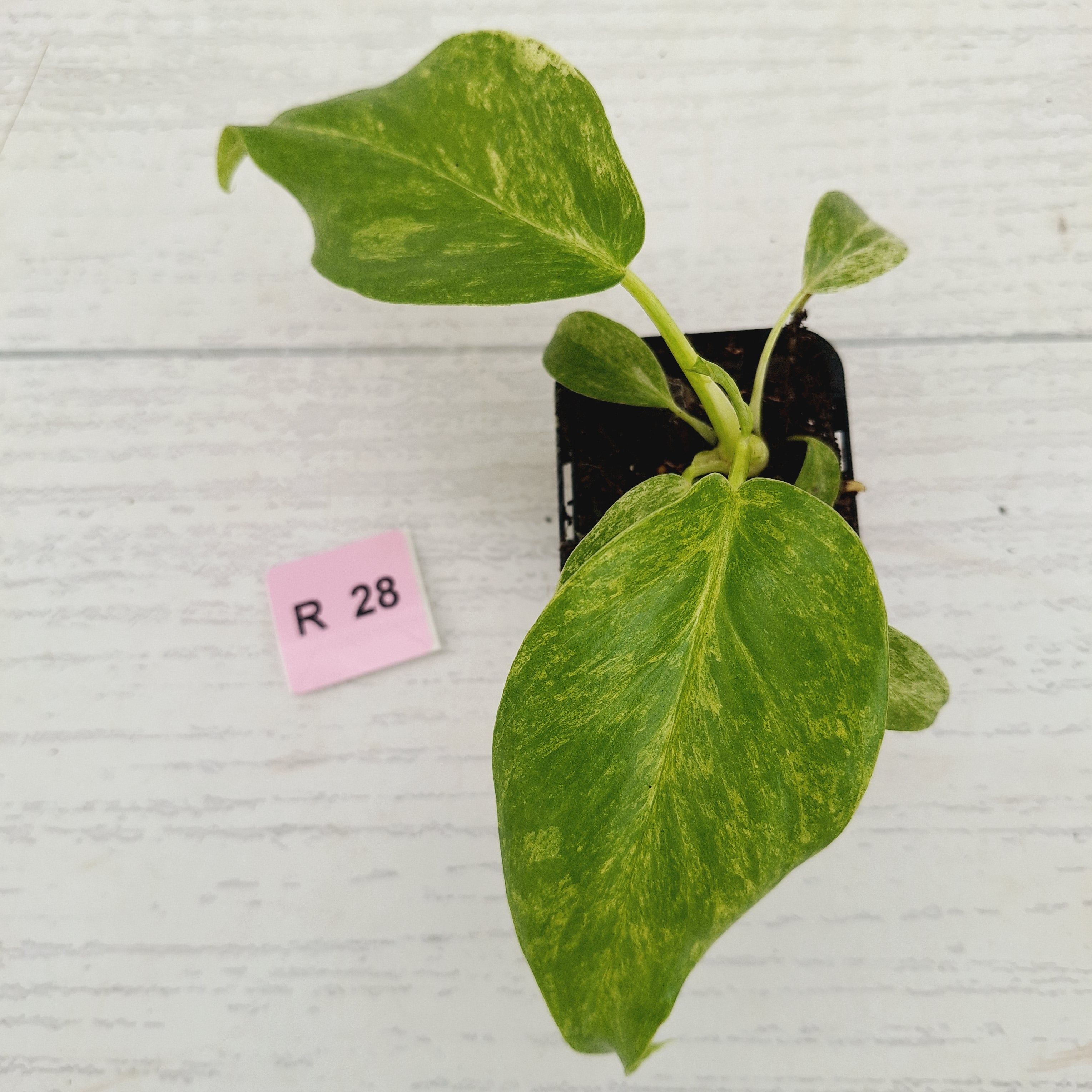 Philodendron giganteum Blizzard - SALE