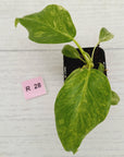Philodendron giganteum Blizzard - SALE