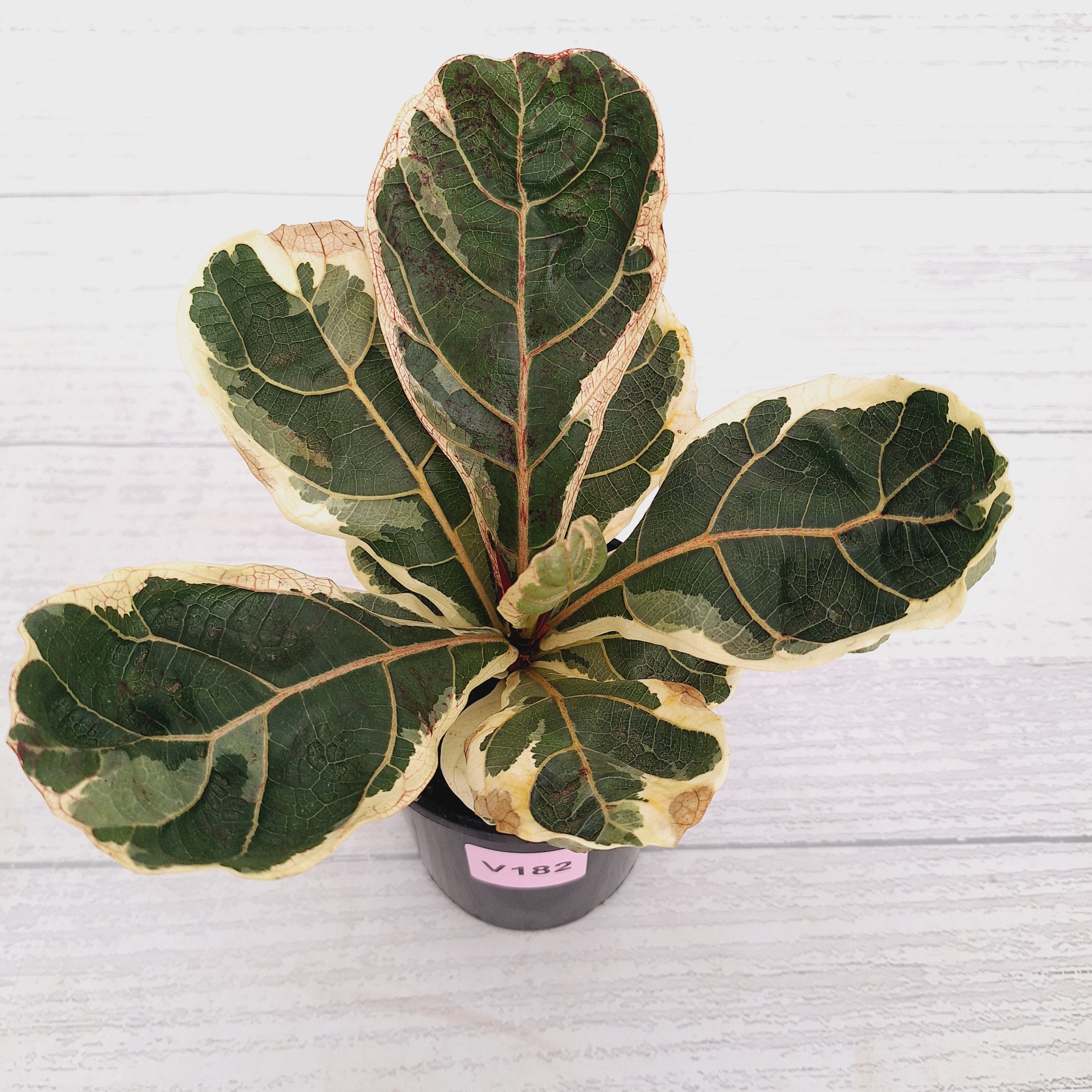 Ficus lyrata Variegata