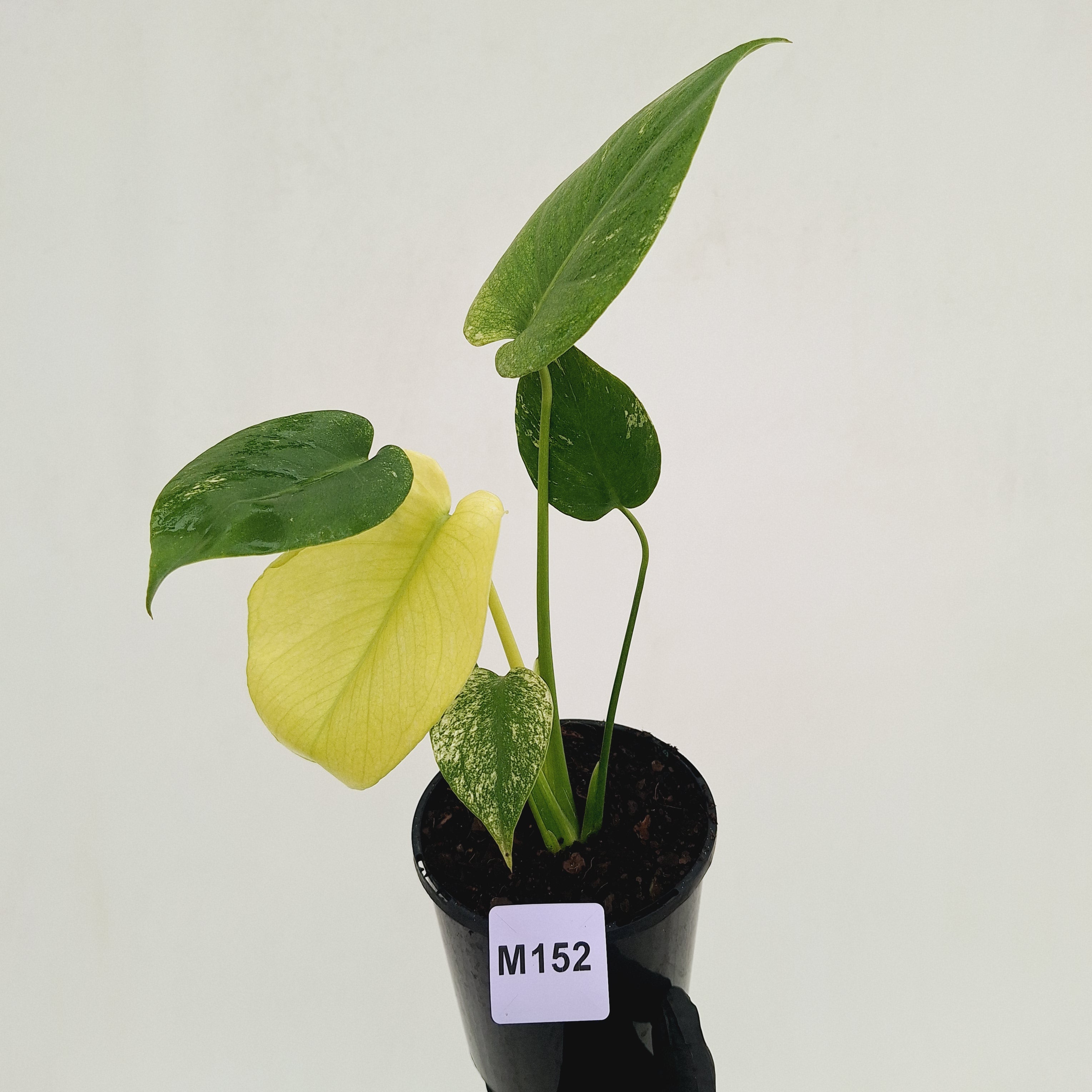 Monstera Deliciosa 'Mint' - SALE
