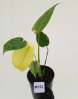 Monstera Deliciosa 'Mint' - SALE
