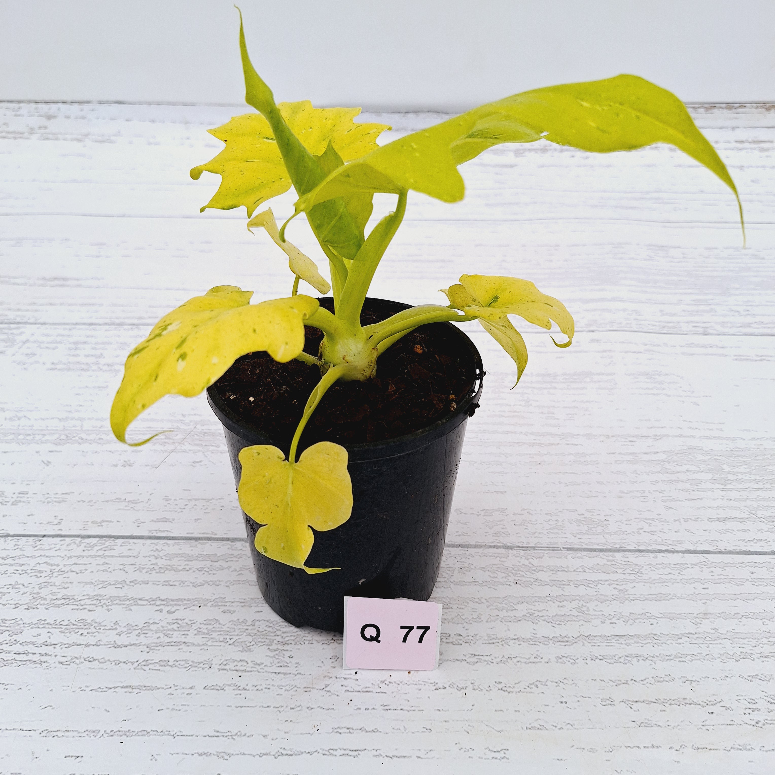 Philodendron warscewiczii Gold Variegata