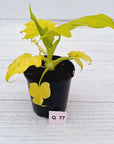 Philodendron warscewiczii Gold Variegata