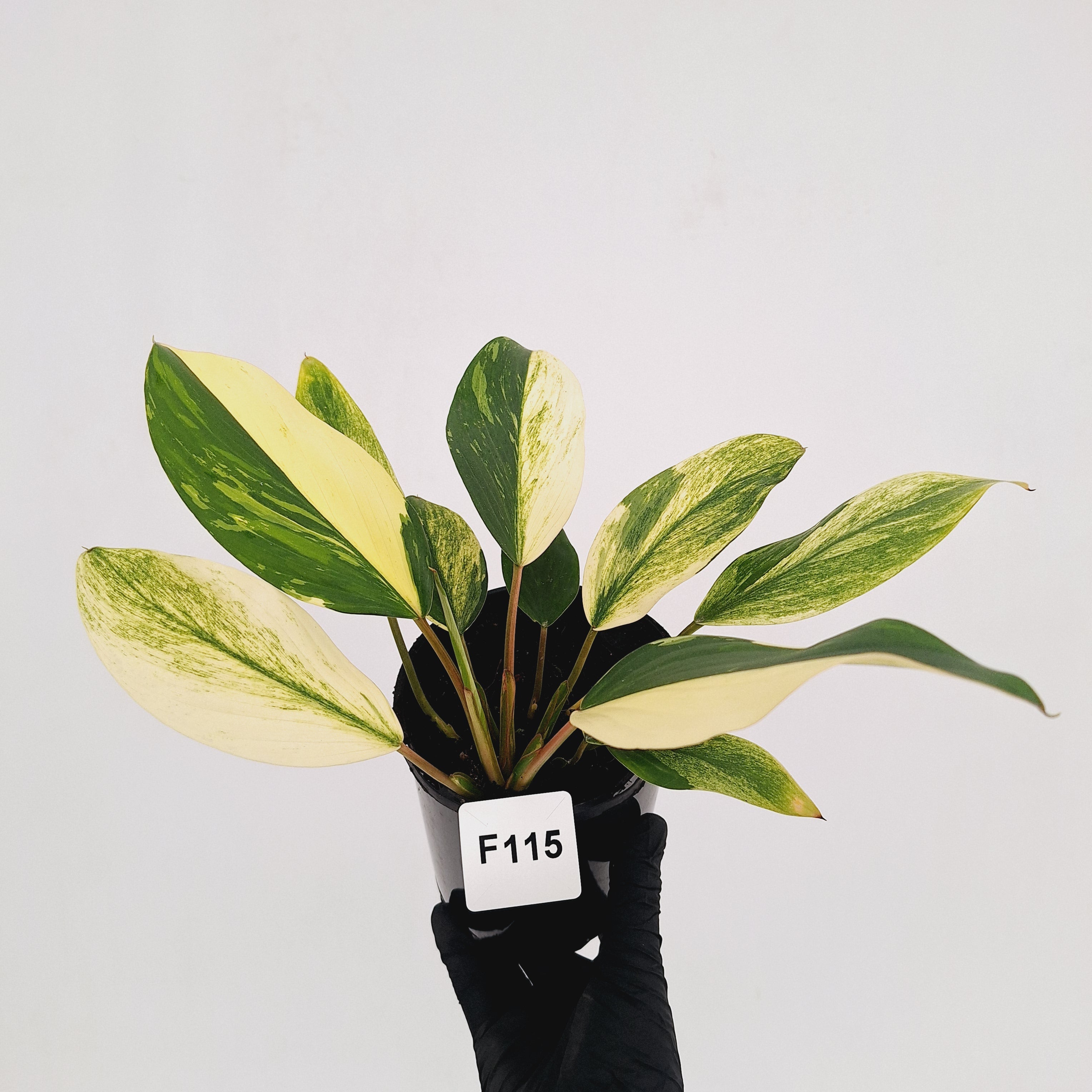 Homalomena Tropical Green Variegata -sale
