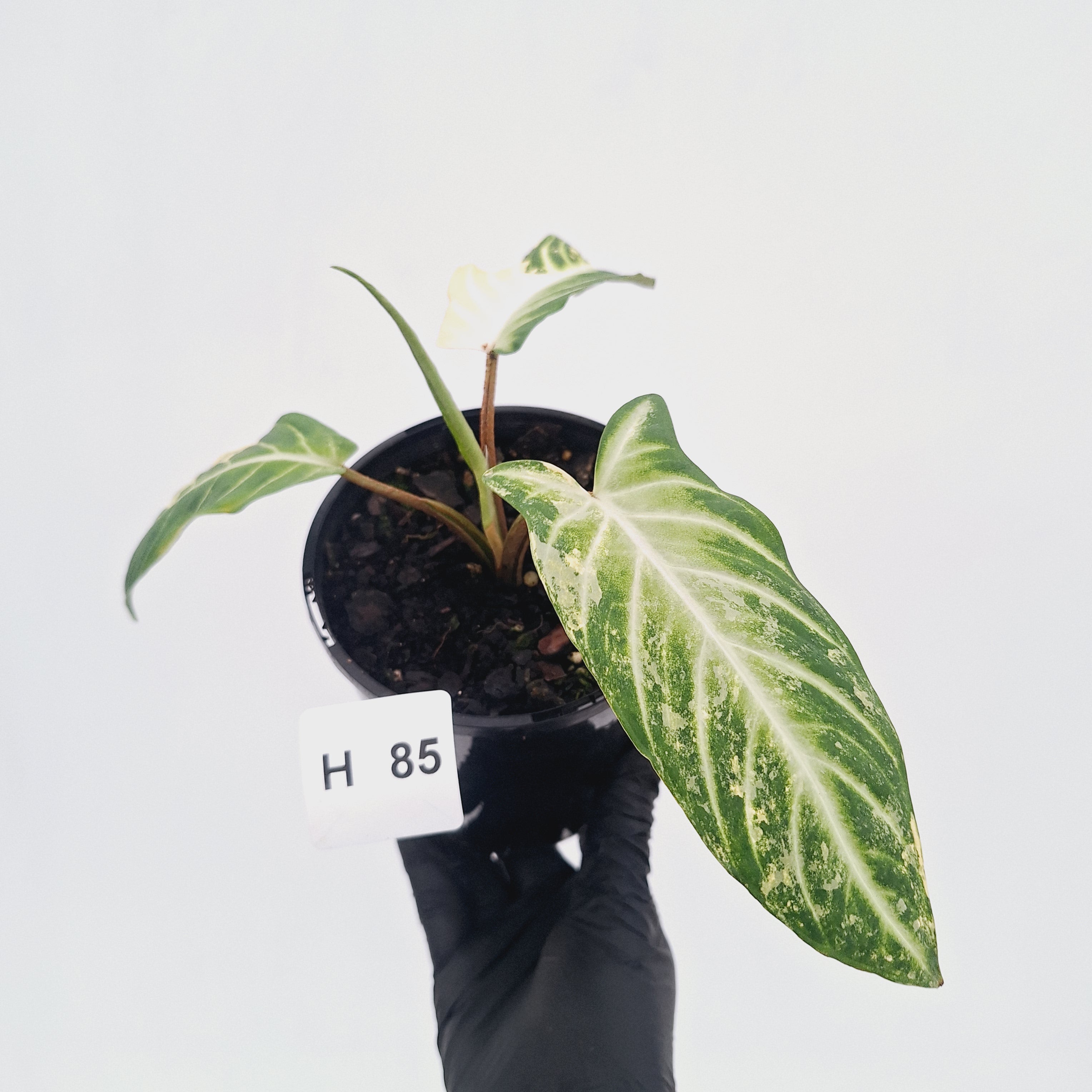 Phyllotaenium lindenii Magnificum Variegata - sale