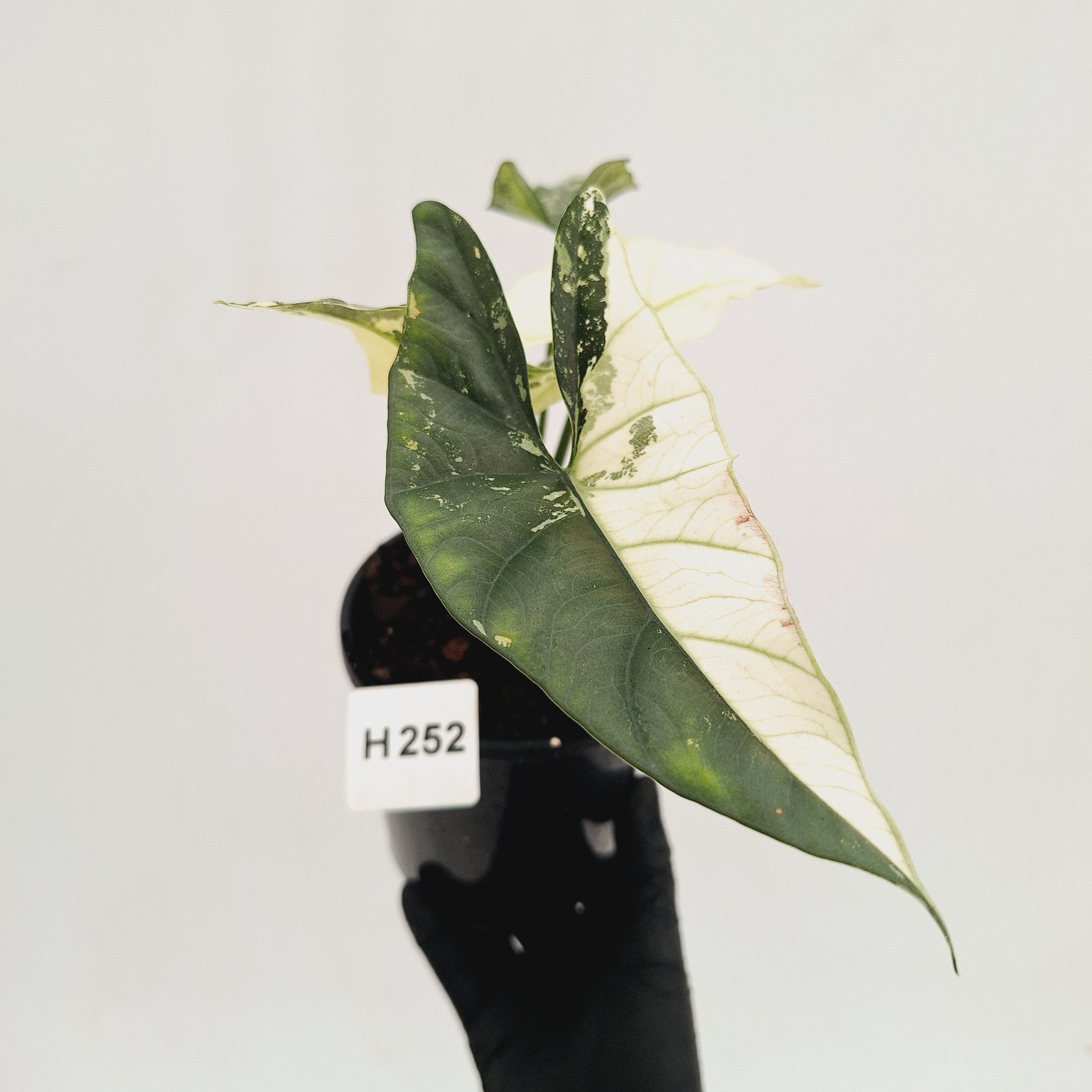 Alocasia ‘Simpo Albo’ Variegata - SALE
