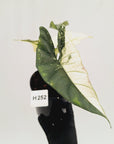 Alocasia ‘Simpo Albo’ Variegata - SALE