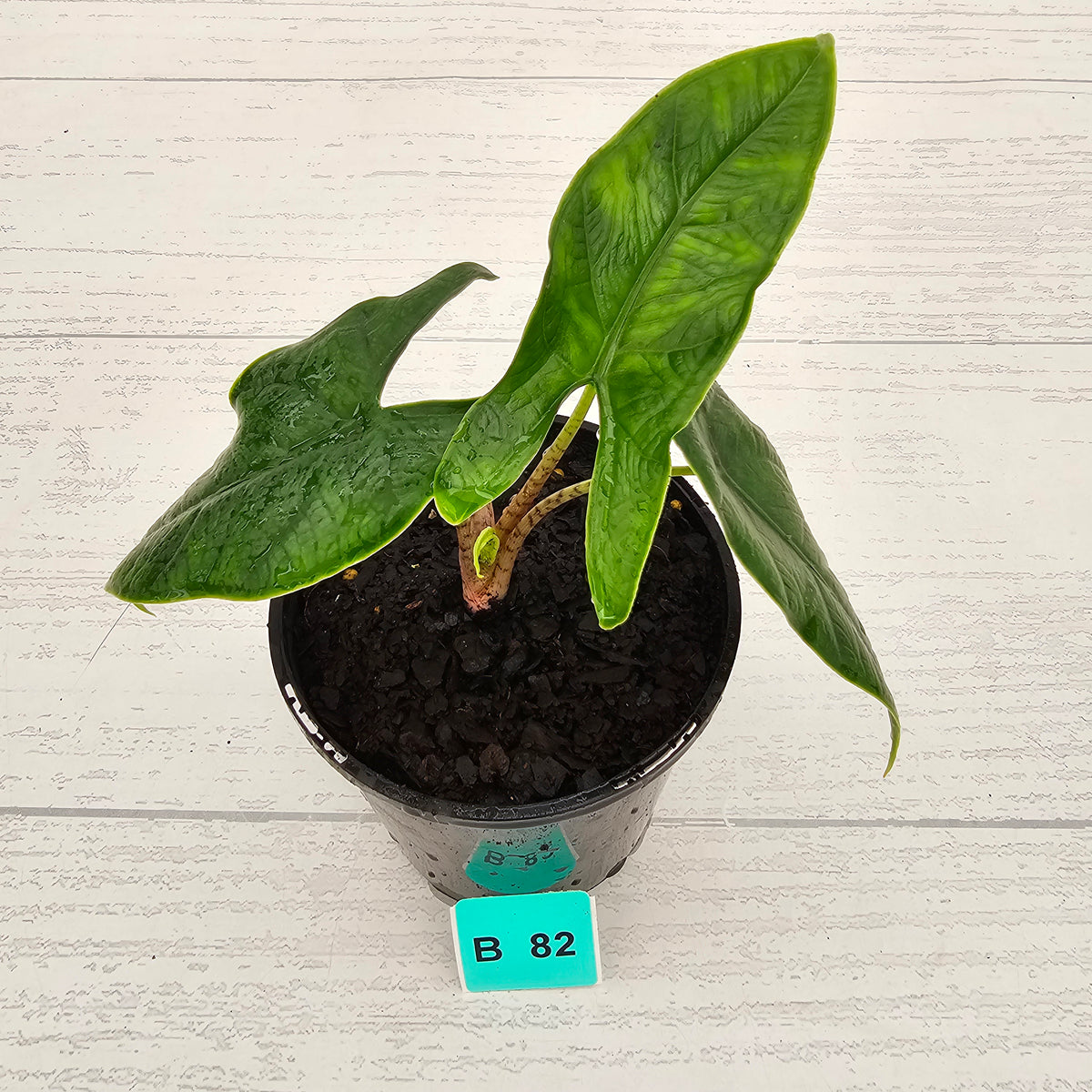 Alocasia sulawesi karpet