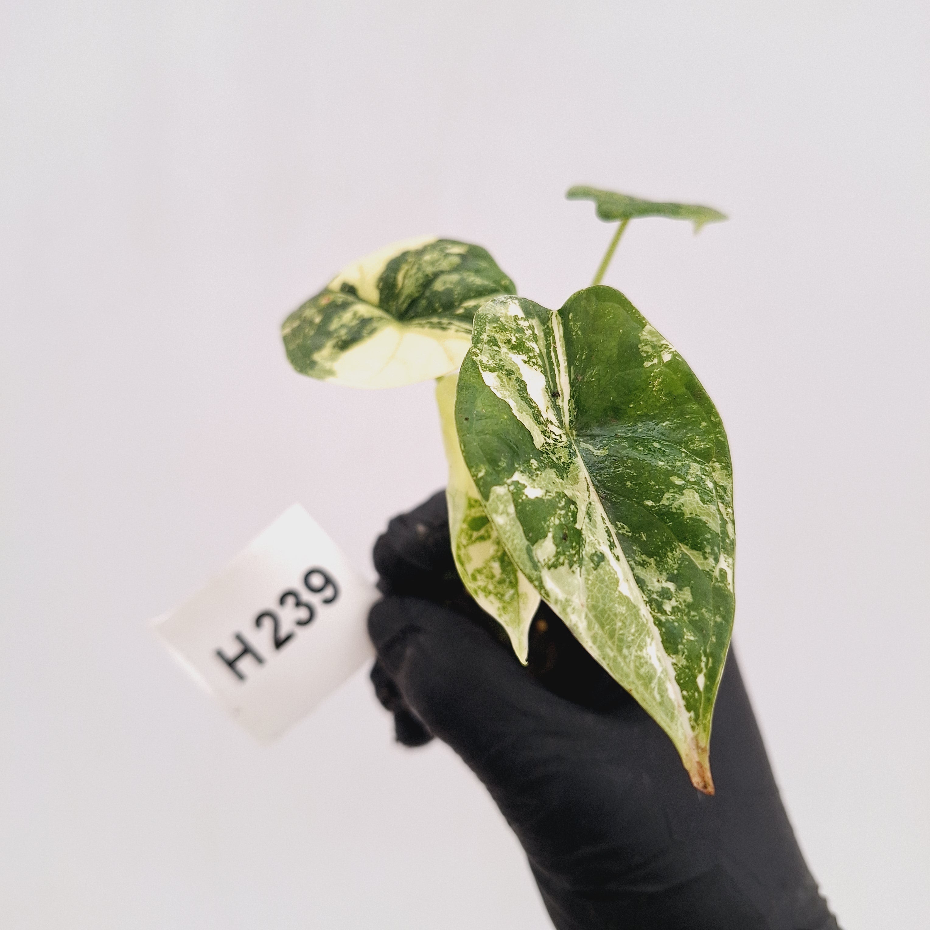 Alocasia Dragon Scale 'Marble' Variegata
