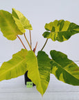 Philodendron pinnatifidum 'Jungle Fever'