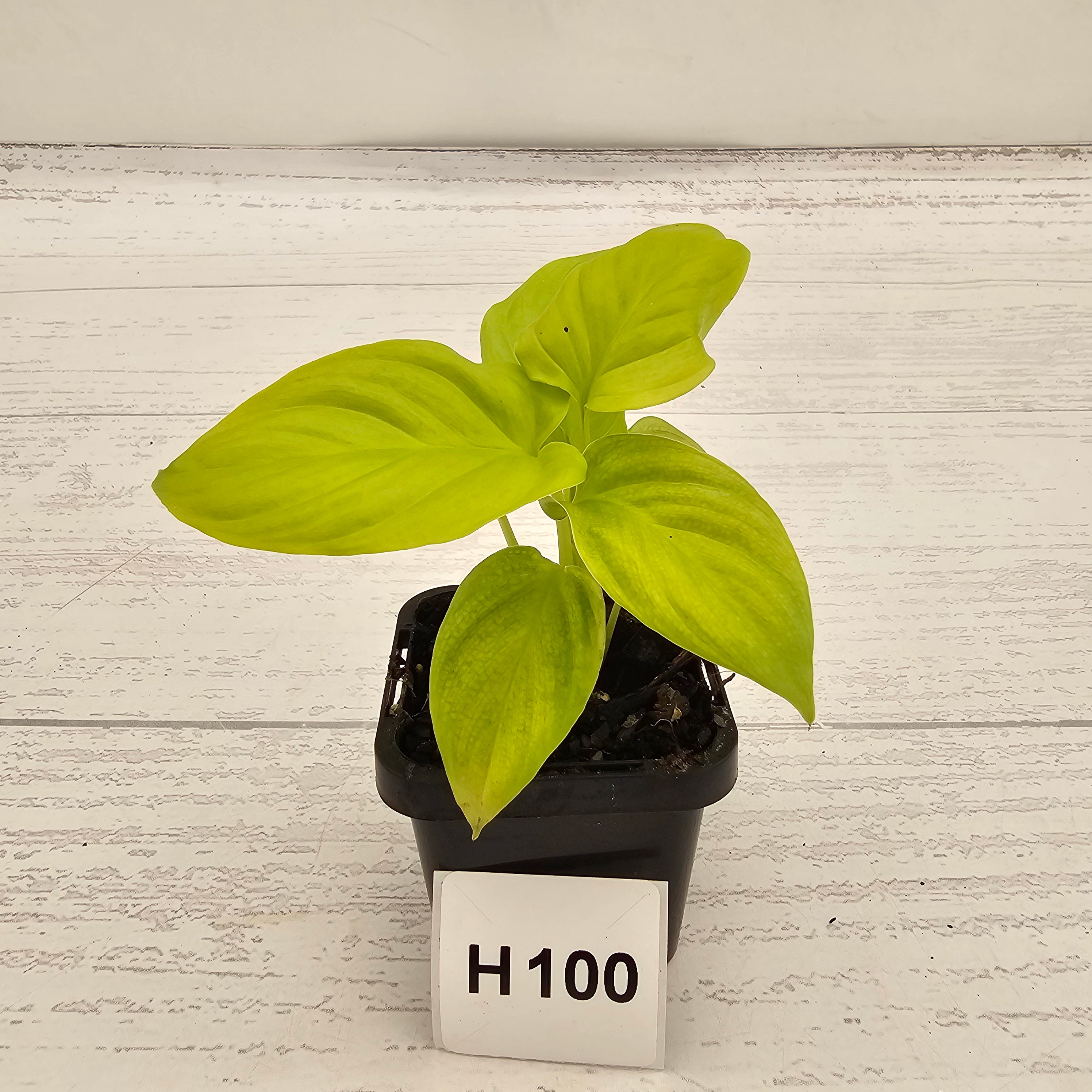 Homalomena rubescens Golden Hibiscus’ - Bare Bottom Baby - SALE