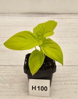 Homalomena rubescens Golden Hibiscus’ - Bare Bottom Baby - SALE