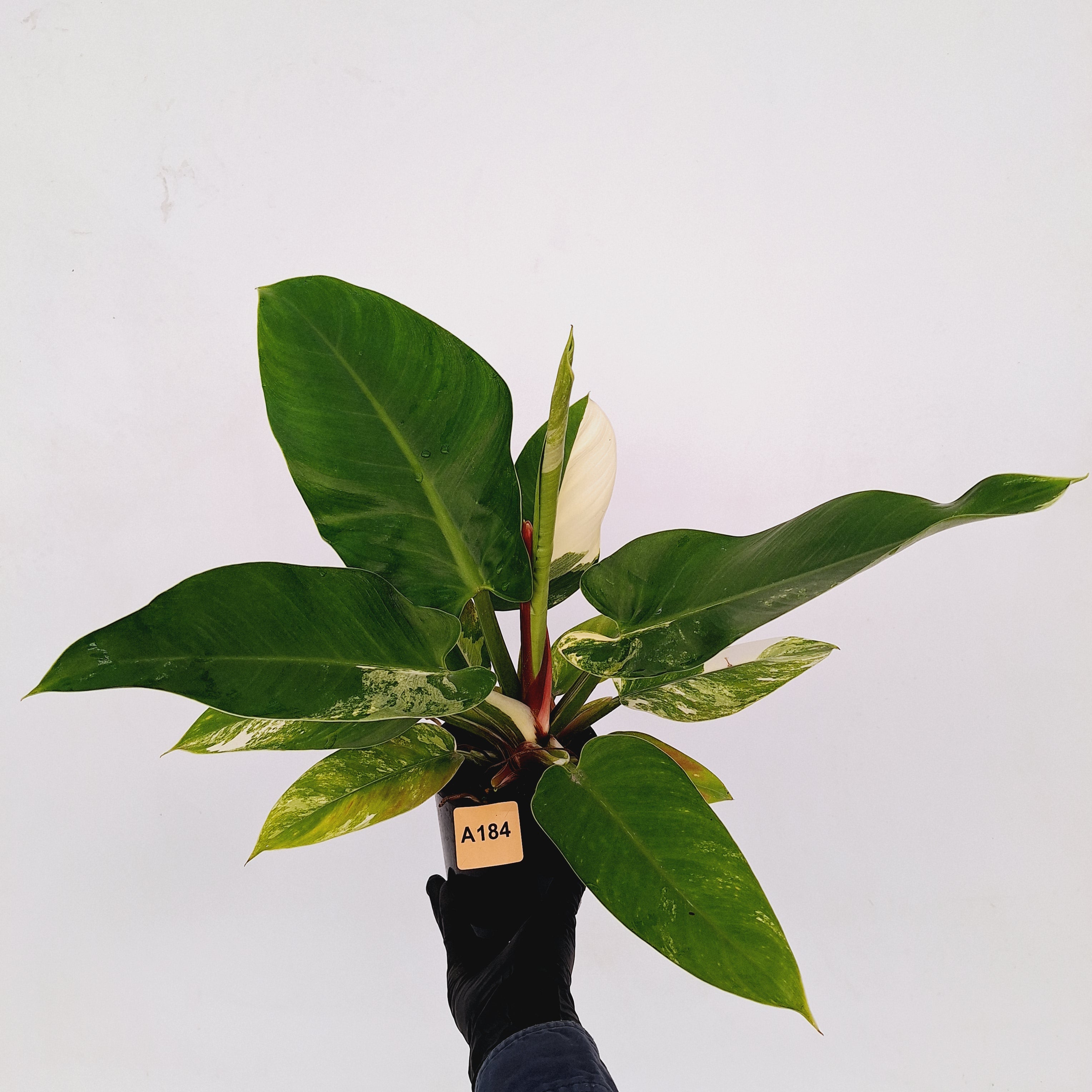 Philodendron imperial green variegata