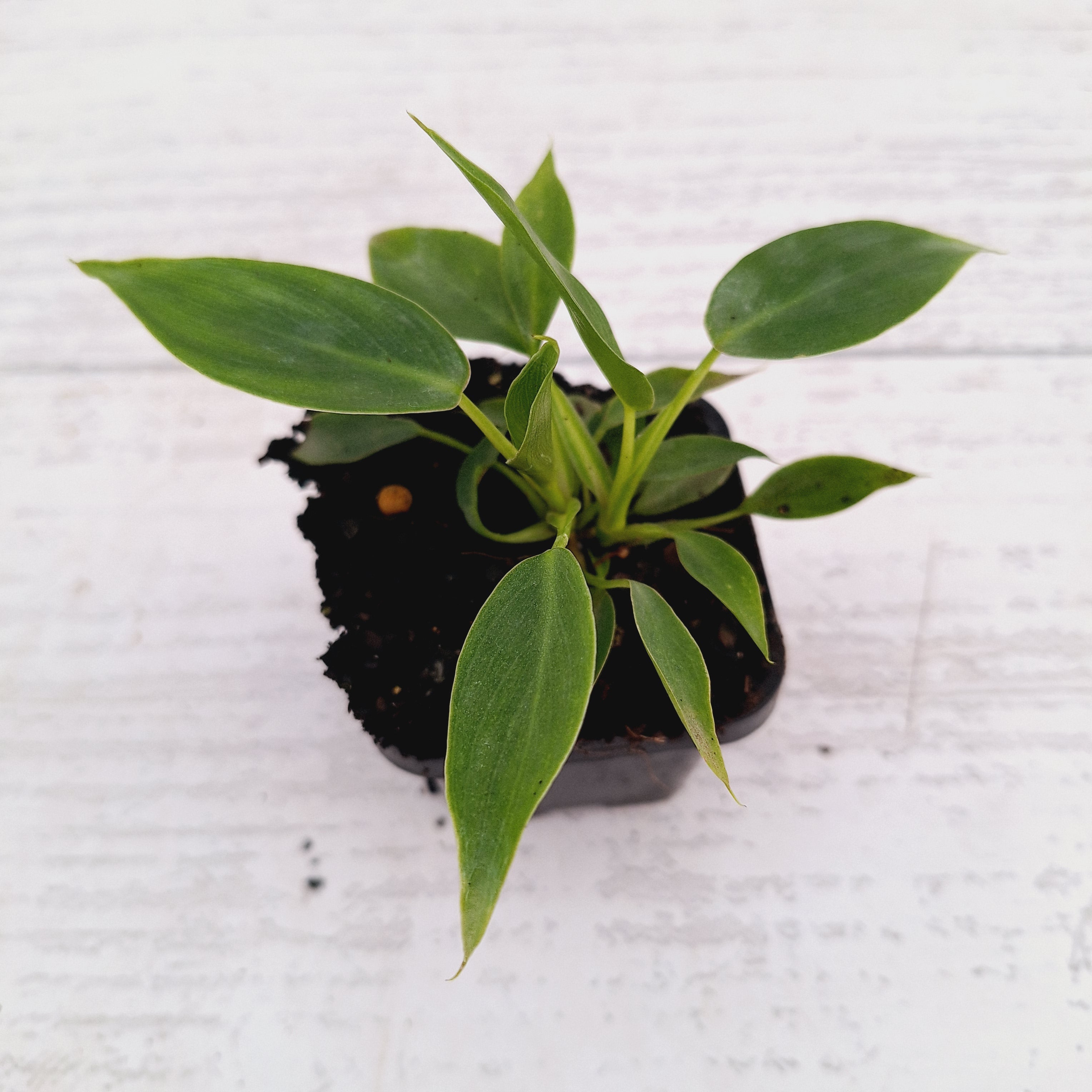 Philodendron spiritus-sancti