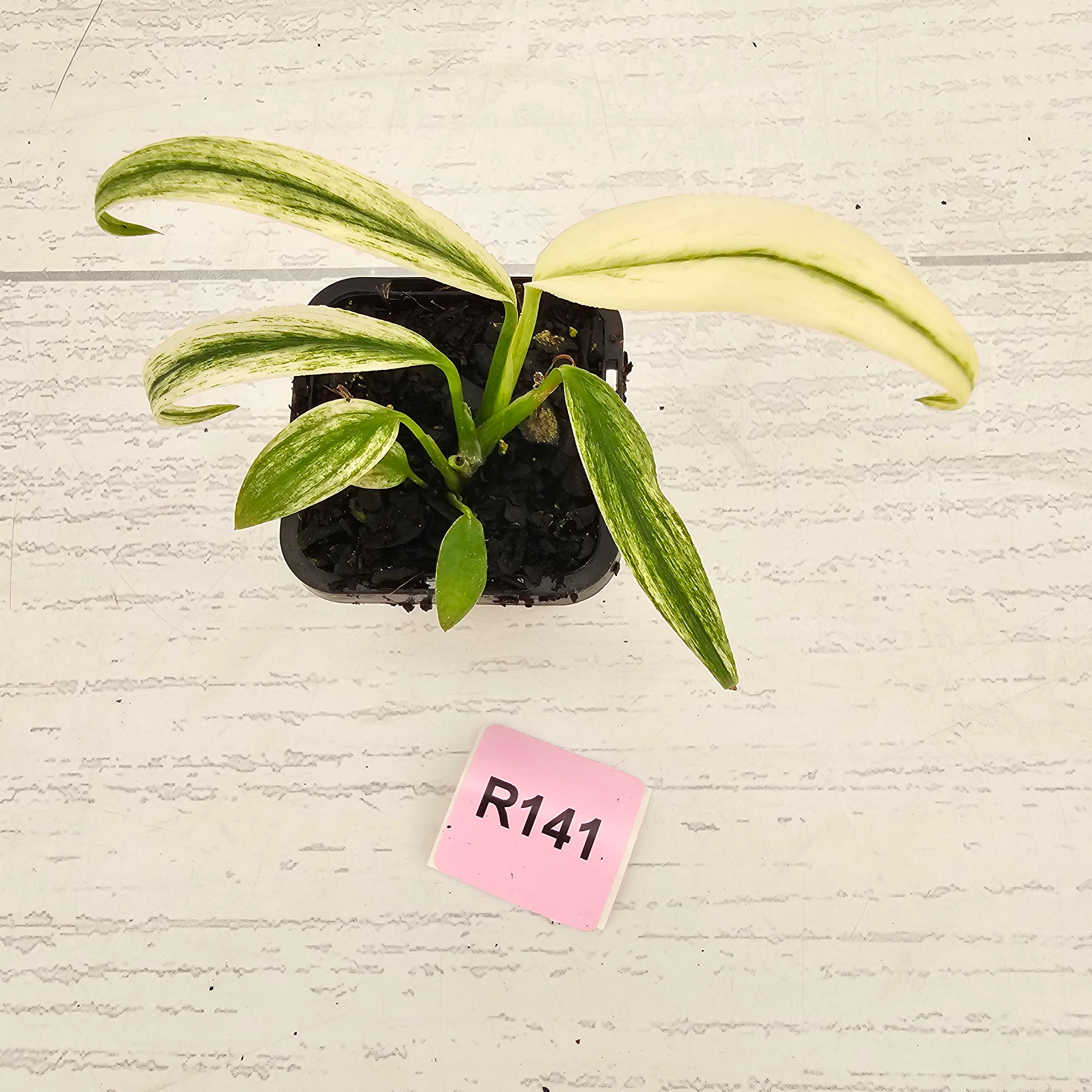 Epipremnum amplissimum variegata 'Albo'