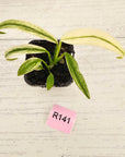 Epipremnum amplissimum variegata 'Albo'