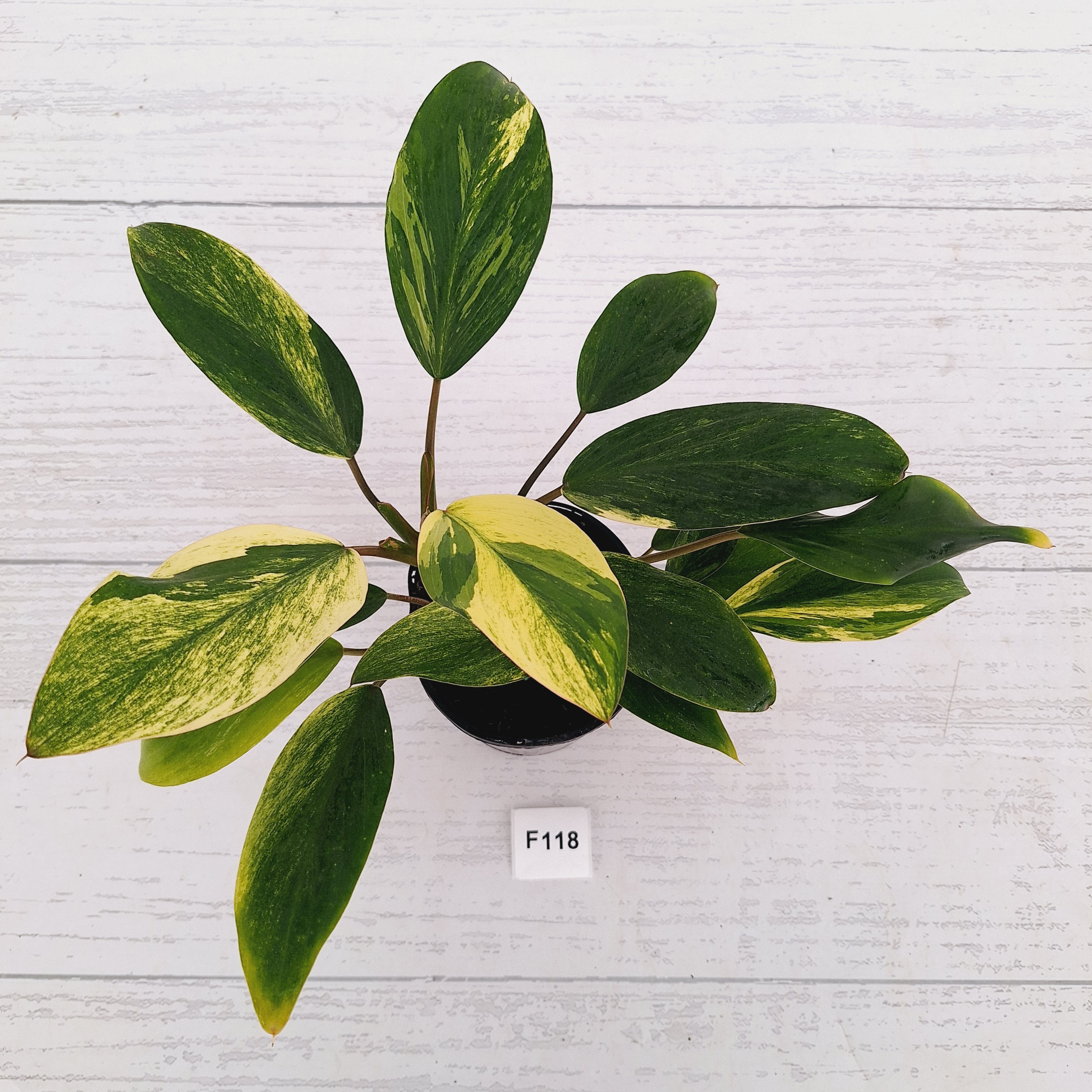 Homalomena Tropical Green Variegata -sale