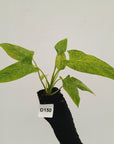 Homalomena sulcata ‘Cream Frost’ - SALE