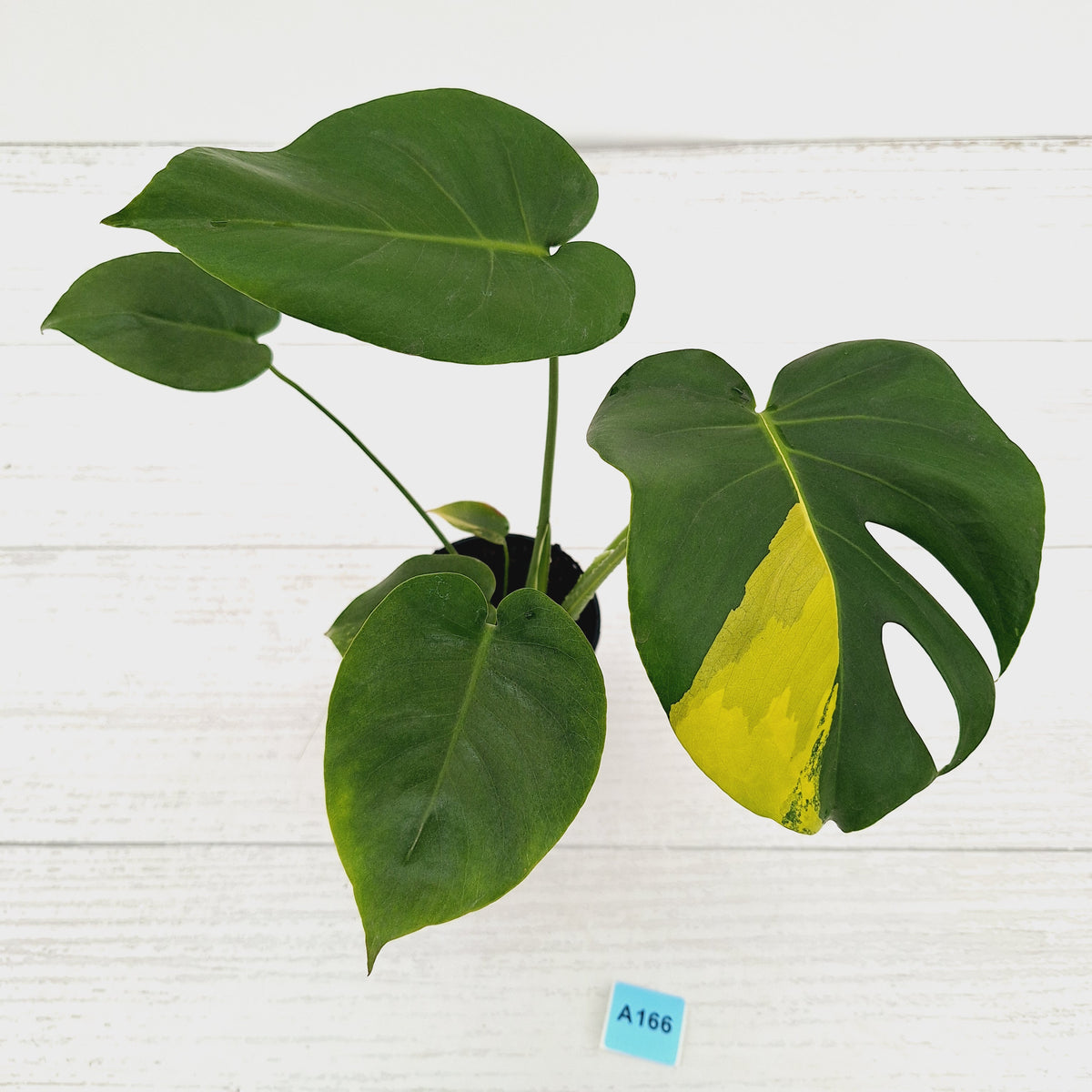 Monstera deliciosa Aurea 'Yellow Marilyn'