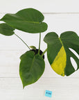 Monstera deliciosa Aurea 'Yellow Marilyn'