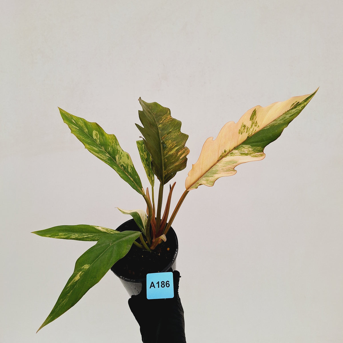 Philodendron serratum 'Caramel Marble' -flash sale