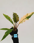 Philodendron serratum 'Caramel Marble' -flash sale