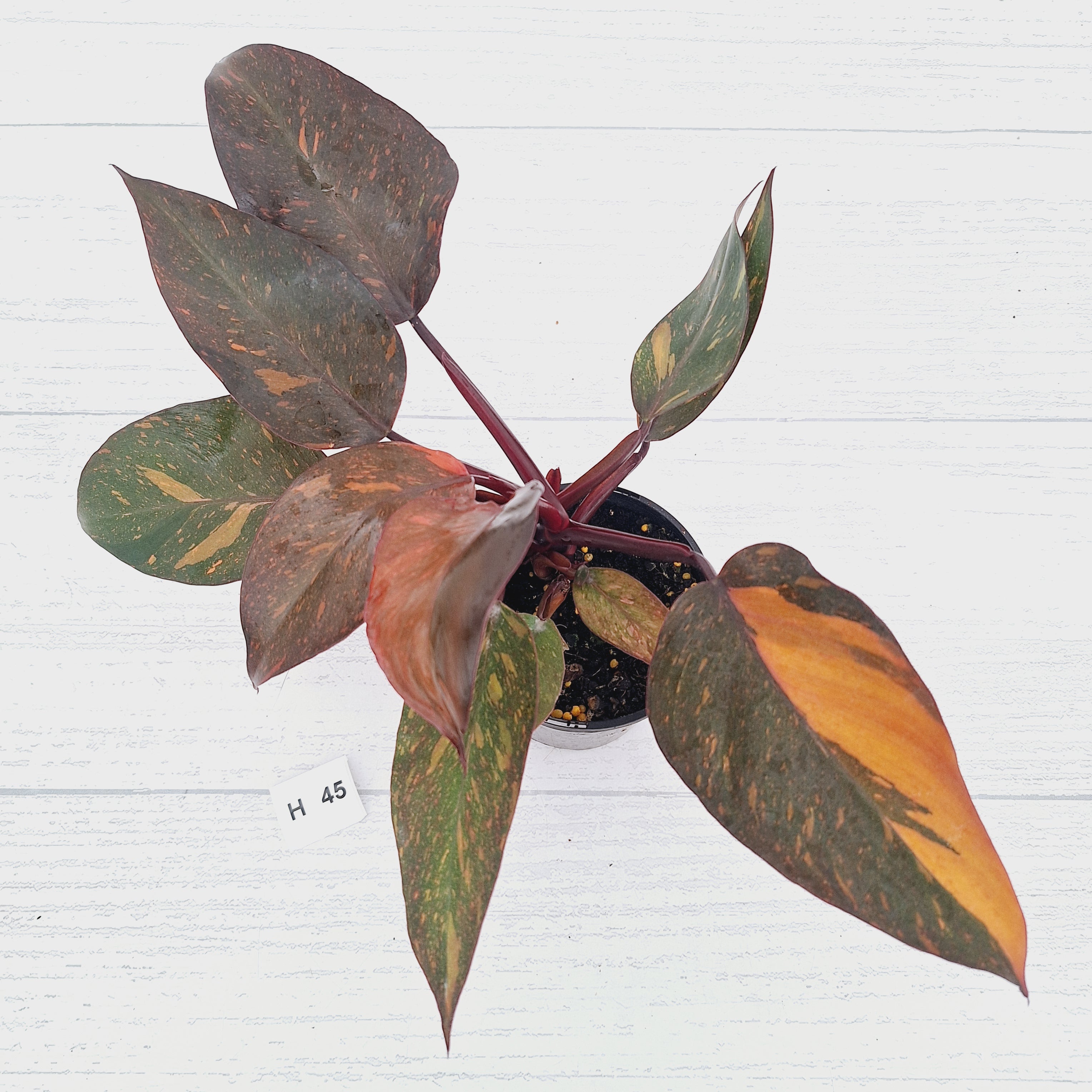Philodendron 'Orange Princess' - FLASH SALE