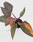 Philodendron 'Orange Princess' - FLASH SALE