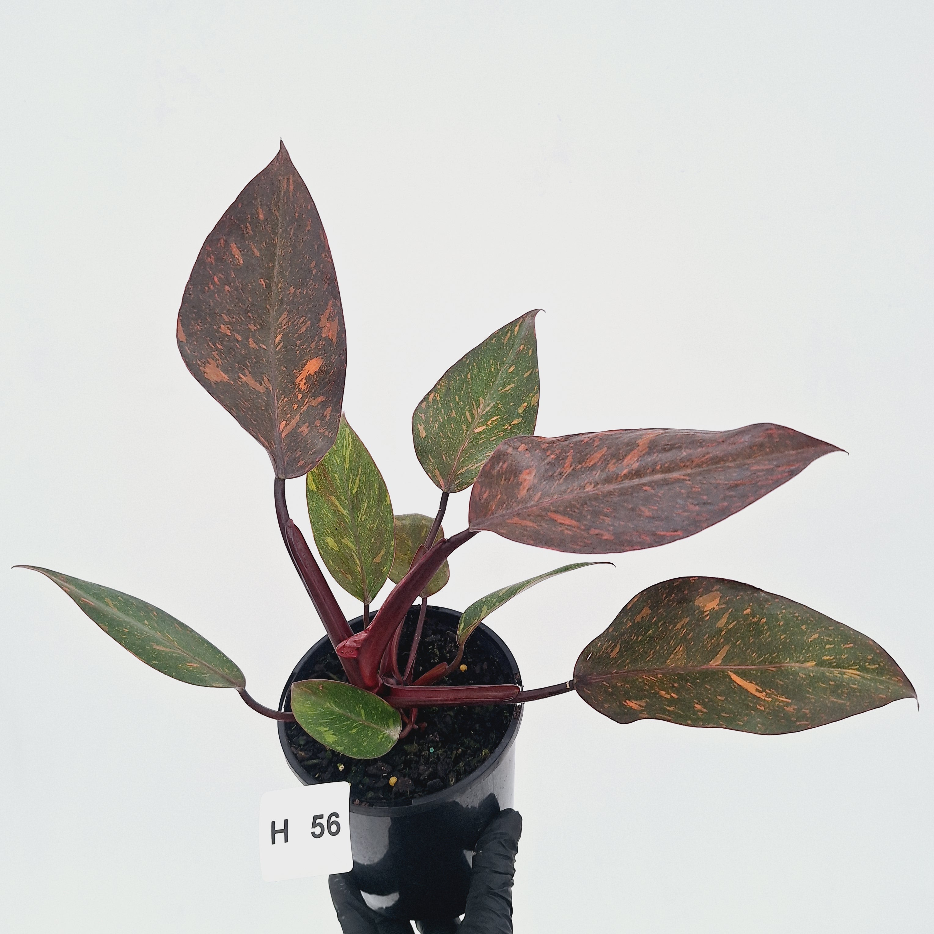 Philodendron 'Orange Princess' - FLASH SALE