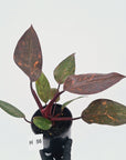 Philodendron 'Orange Princess' - FLASH SALE